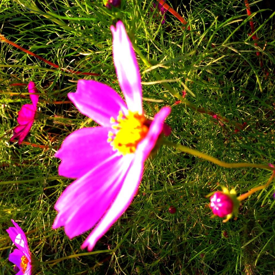 my_micho's profile picture. 幸せになりますように