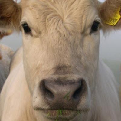 This is a Blog about the fight against Animal Slaughter. Every life is precious! Stay veggie!
