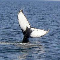 Hyannis Whale Watch(@WhalesCapeCod) 's Twitter Profile Photo