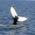 Hyannis Whale Watch (@whalescapecod) Twitter profile photo Hyannis Whale Watch (@whalescapecod) Twitter profile photo