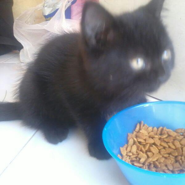 Malu sama kucing | meong meong meong | 
Bisnis syariah ust @Yusuf_Mansur http://t.co/Y66llWKdb1