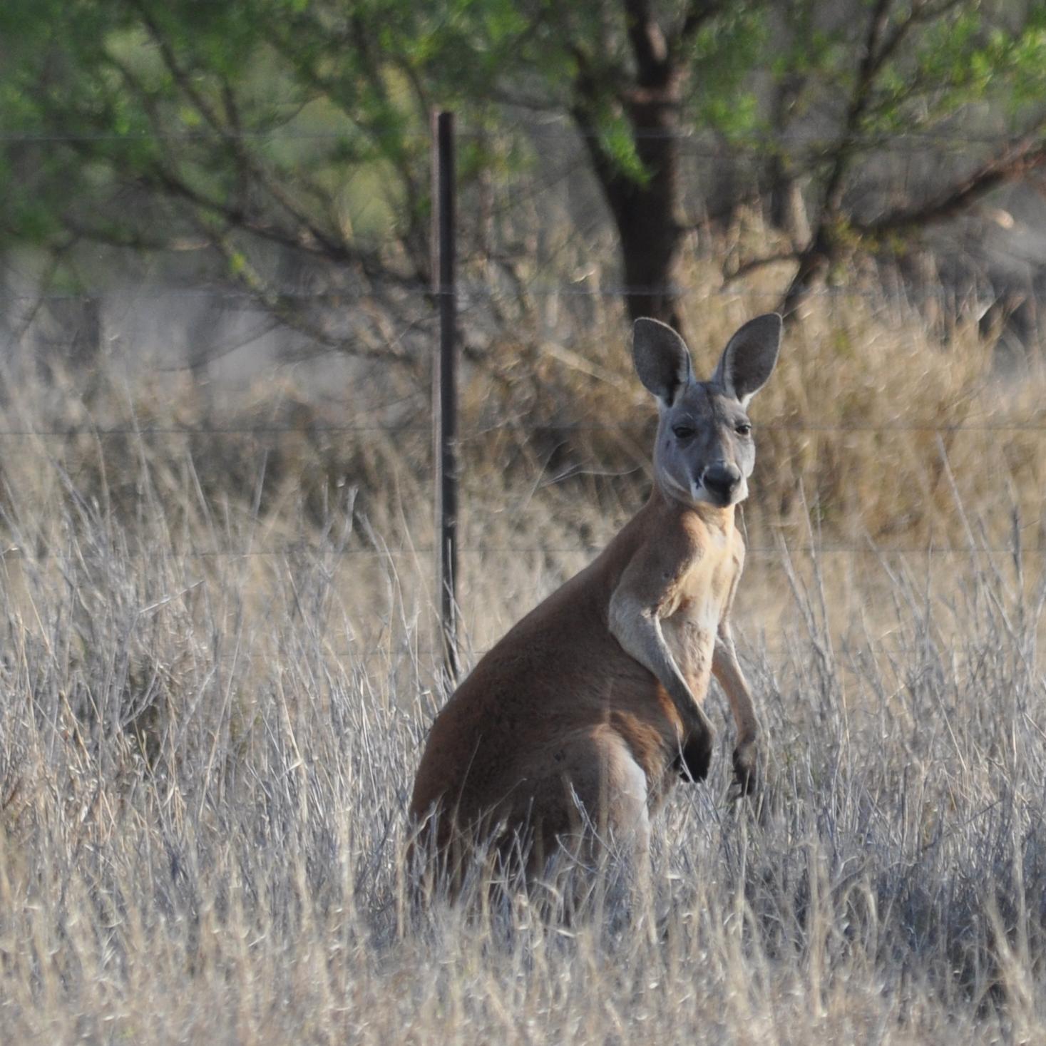 OutTheBackAust's profile picture. Out the Back Australia - adventure tours deep into the heart of the rugged Australian Outback, encompassing the Western Queensland townships of Cunnamulla