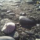 Katrina Maxwell - @blackdreywolf - Twitter