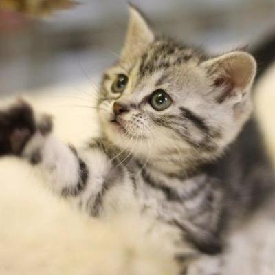 癒される猫のgif Iyashi Nekogif Twitter