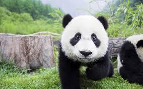 Hi...I kinda have an obsession with pandas.