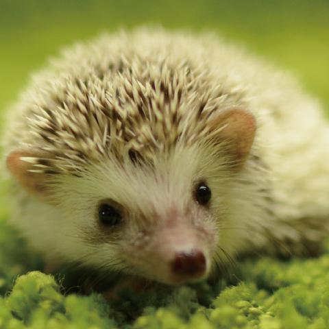 癒しのハリネズミ Iyashi Harinezu Twitter