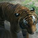 Sandra Bloch - @tigresatexana - Twitter