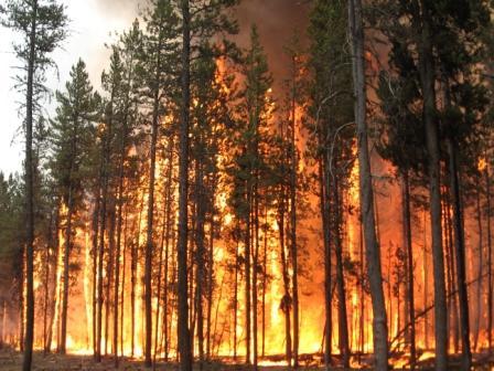 This site will provide information about specific large wildfires to the public and media. Follow Wildfirenews for daily updates.