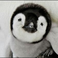 ペンギン大好き18才(^o^)部活はテニス部にはいってるよー