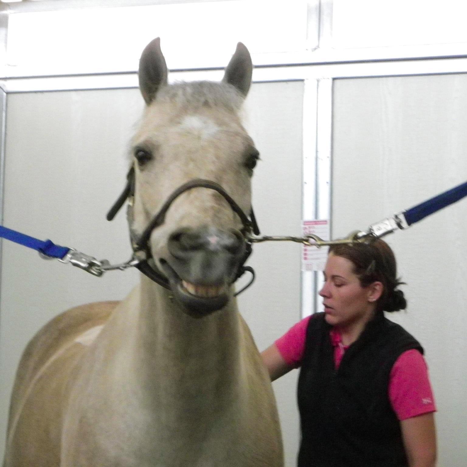 TheIdeaofOrder's profile picture. Because life with horses is never orderly.