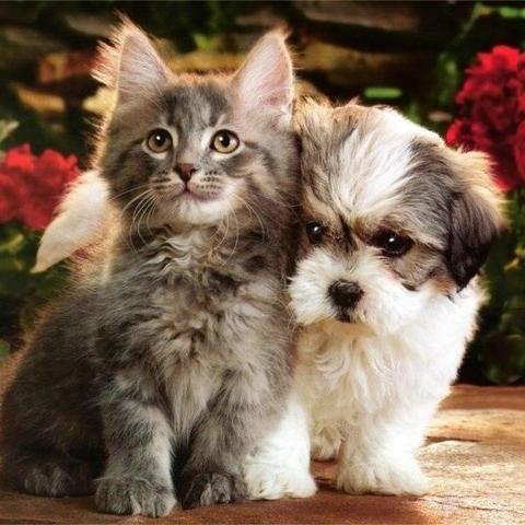 ☮ We serve to encourage people to love, appreciate and respect their creatures ☮   (っ◕‿◕)っ♥