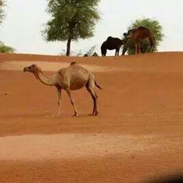 الجنيبي