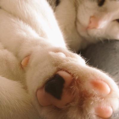 mamebean67's profile picture. ポルノグラフィティのためのポルノ垢 気軽に絡んでください！ アニメも好き！ 最近はハイキューにお熱♥︎♡ フォロバ返します おーさか