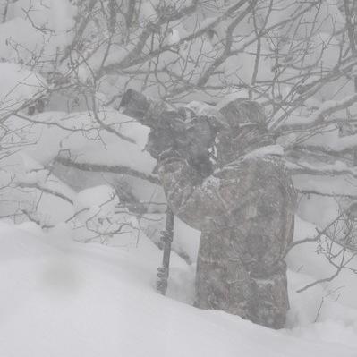 Dmaillard34's profile picture. Wildlife Biologist Photographer #animals #plant