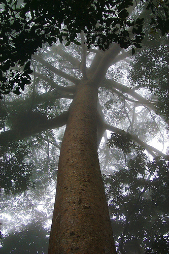 I'm helping World Land Trust + Stella Artois save a million Rainforest trees visit http://t.co/i5a9vV7NhT One card sent = one tree saved