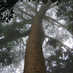 Atlantic Rainforest (@rainforesttrees) Twitter profile photo Atlantic Rainforest (@rainforesttrees) Twitter profile photo