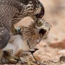 ابو عناد (@0556851085) Twitter