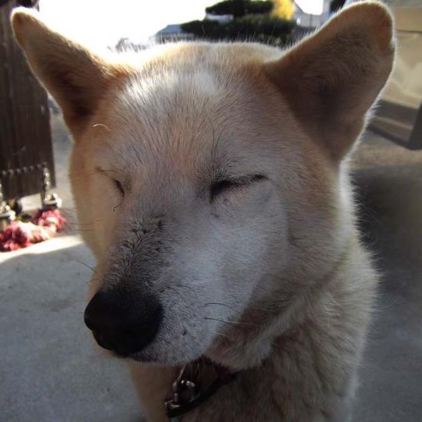 I, servant of three dogs.
Dogs, troublesome
But, adorable