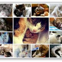 İaü Hayvan Hakları  (@pati1512) Twitter profile photo