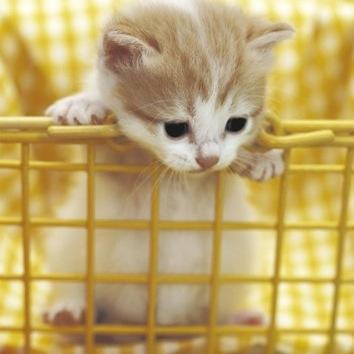 日々の疲れに.....思わず疲れの吹っ飛ぶ‼️可愛い世界の動物達の画像と動画をお届けします☆可愛いと思ったらRTお願いします♪♪