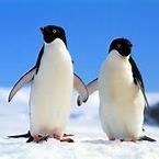 Campaign raising awareness of endangered Penguins