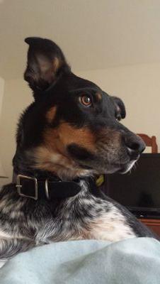 MozzieBall's profile picture. I'm a young Aussie Cattle Pup who just loves to go out and run! And play catch - catch is my favorite! Tag is also my favotite! And mom's homemade brewscuits!