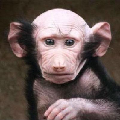 Vet. Sceptic. Cynic. Monkey.