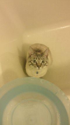 KKchobi's profile picture. 