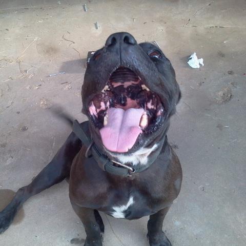 nawwtdawg's profile picture. 