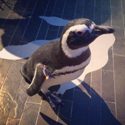 パズドラフレンド募集してます。 IDは266.377.947です フォローよろしくおねがいします！マインクラフトをいつか実況するつもりです！