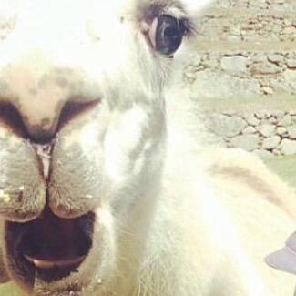 So it is unknown to many that Taylor Swift, along with her cats, also owns a pet llama. And I am that llama. My name is Carl and I love my mom.