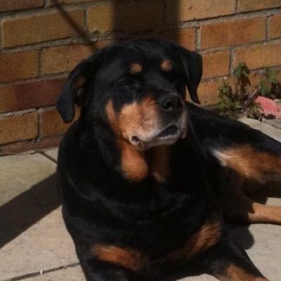 greensmoker77's profile picture. greensmoker.tv camraman .xbox gamer 
chelsea till i die