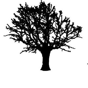 Baum Poda S.L.