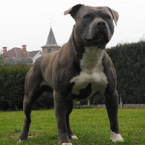 kylliangomes's profile picture. 