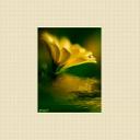 Suzanne Robert - @susangitau2014 - Twitter