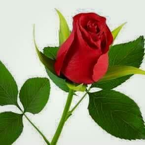 1ed2dc4480484b1's profile picture. রবিন