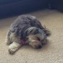 Abby Blackman - @AShniter - Twitter