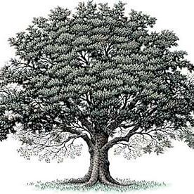 Official Twitter account of the Norfolk Collegiate Oak Leaf