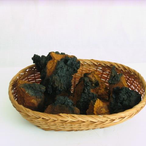 I want the world to know about Chaga Mushroom and it's many health benefits. Cancer treatment, anti-aging, arthritis, nutritional supplement.