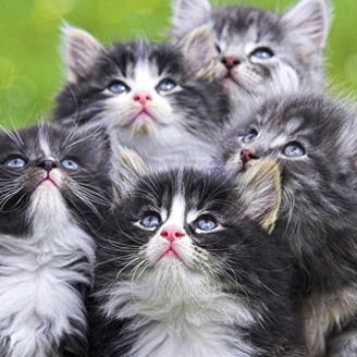 kittycatorganic's profile picture. Owned by a house full of cats, 21 total.  Keeping cats healthy and happy is easy and a full time job.