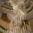 MuseumSchoolYYC's profile image