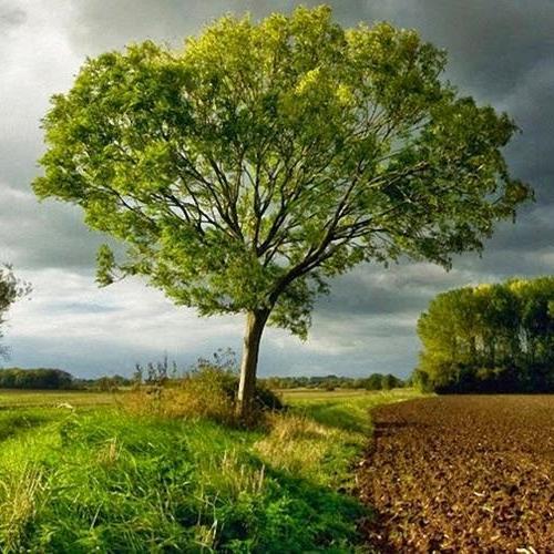 poliester645789's profile picture. hombre fuerte