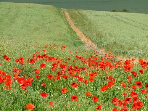 As the rain comes down from heaven and does not return to it without watering the earth and making it flourish..so is my word that goes from my mouth..