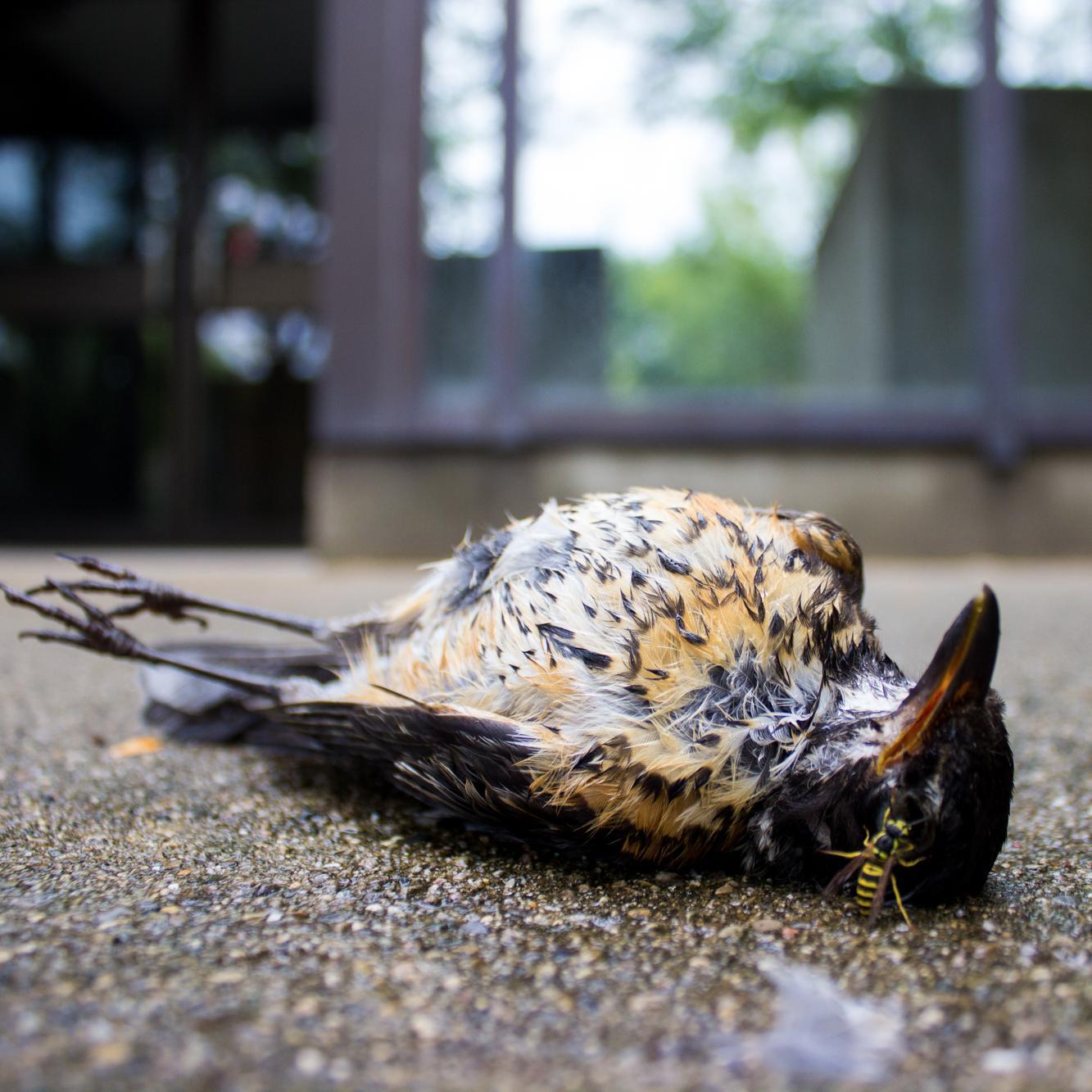 deadbirdsociety's profile picture. Official Twitter of the Dead Bird Society. Our members collect & prepare the victims of bird-window collisions. We tweet about the birds that no longer tweet.