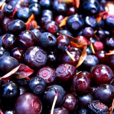 huckleBERRY2015's profile picture. I say huckle you say berry! HUCKLE BERRY • Film Festival 2015 - Finding the Yang