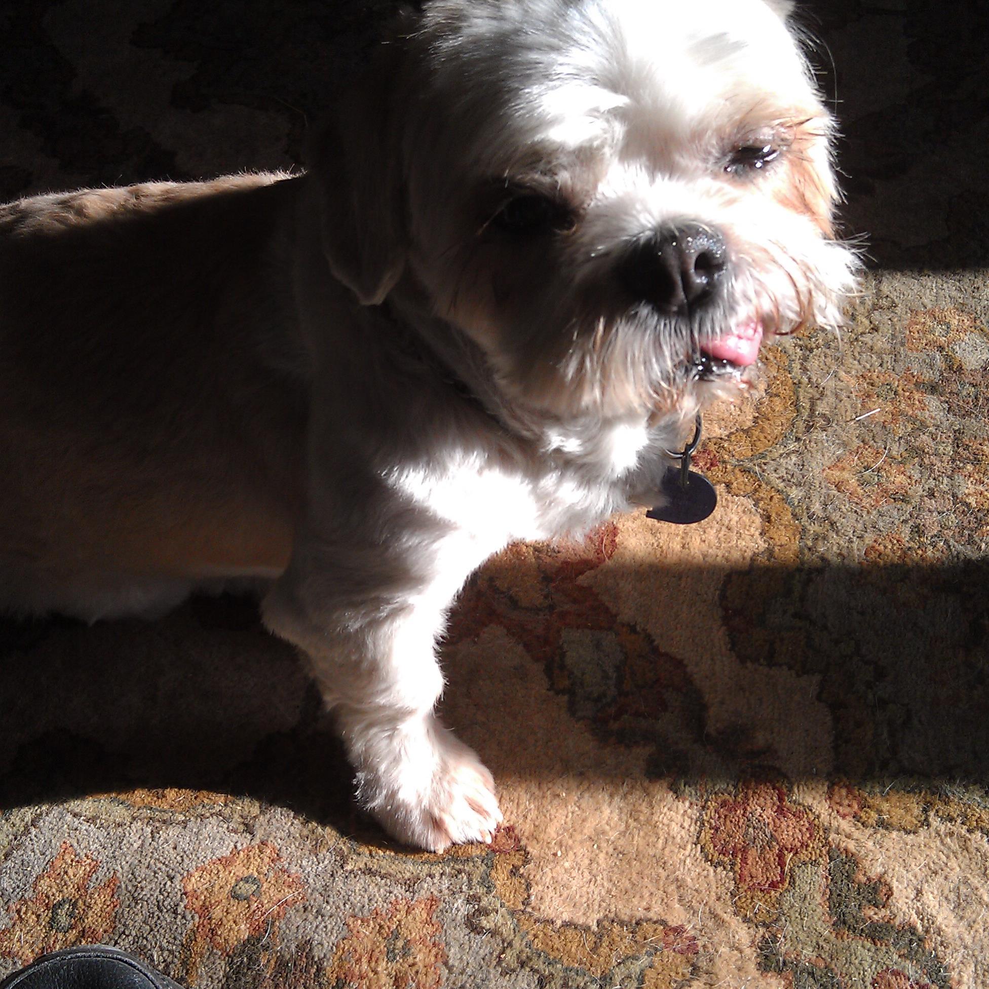 lisabar22856388's profile picture. Finding shelter dogs homes!