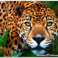 PEhuber12's profile picture. Elementary Physical Education Teacher, Jackman Road Elementary, Bedford Public Schools