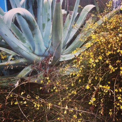 landscape and garden designer interested in permaculture and coffee.