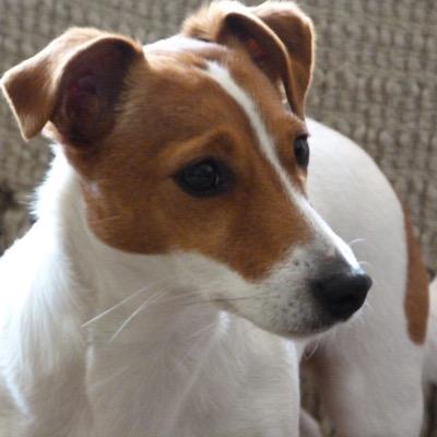 FindMacy's profile picture. Little Macy went missing at Dibden Enclosure on the 3rd of Jan, help me get home. £600 reward for info leading to my return, big brother is getting lonely