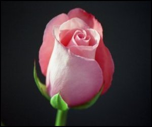 LynnLapedus's profile picture. 